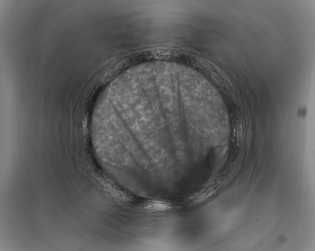 X0000096990610200802291210