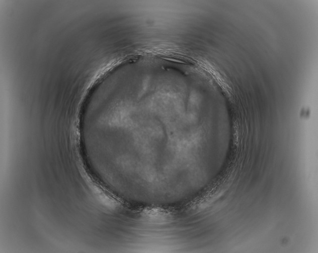 X0000096990634200802291210