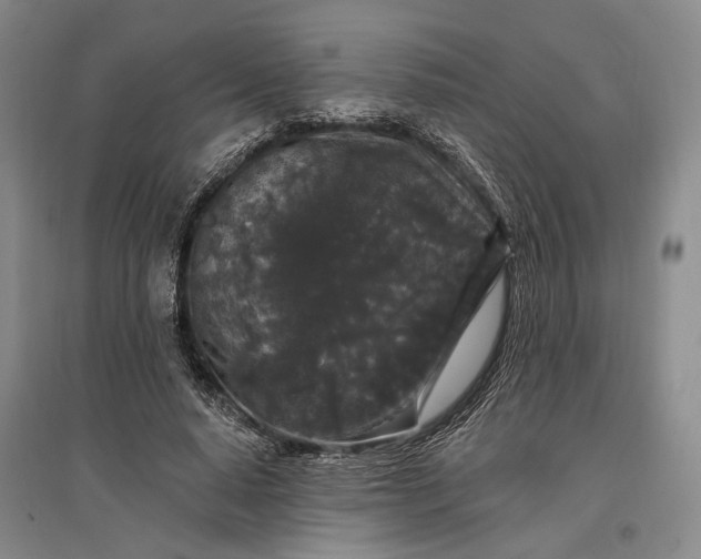 X0000096990640200802291210