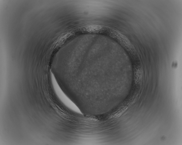 X0000096990644200802291210