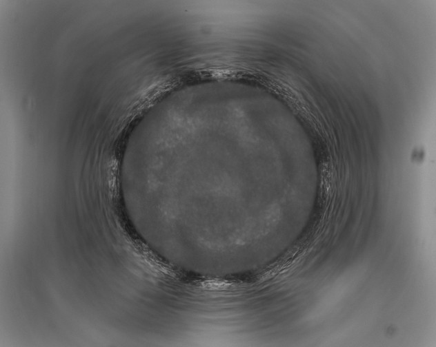 X0000096990650200802291210