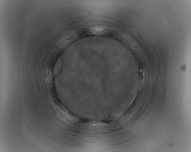 X0000096990653200802291210