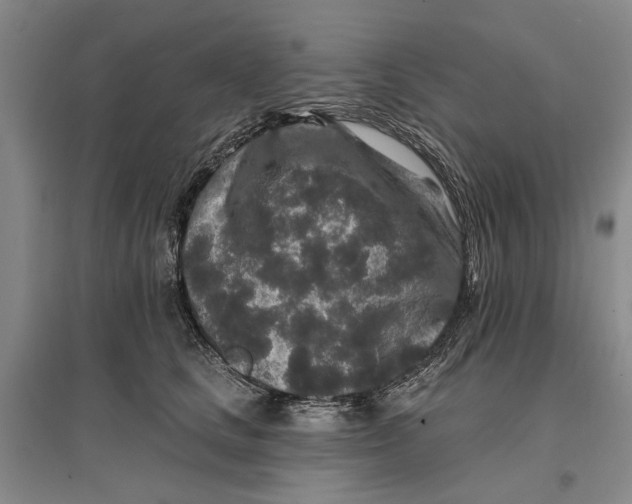 X0000096990661200802291210