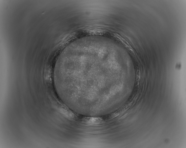 X0000096990663200802291210