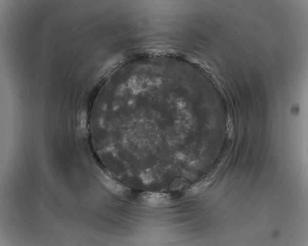 X0000096990670200802291210