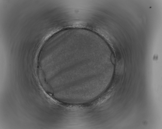 X0000096990673200802291210