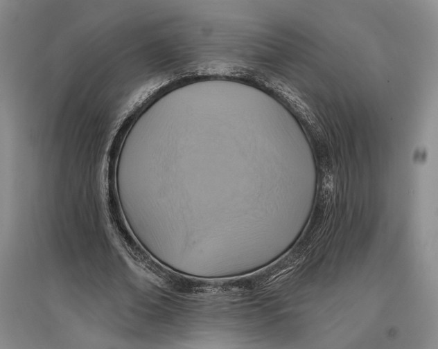 X0000096990678200802291210