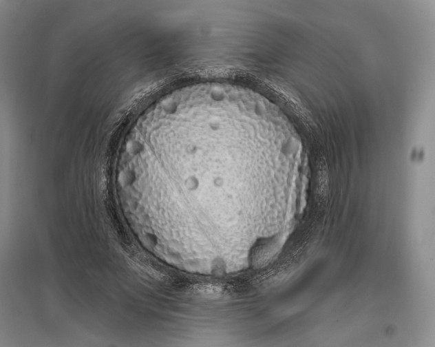 X0000096990687200802291209