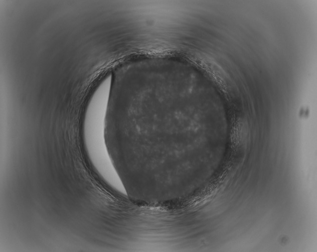 X0000096990689200802291209