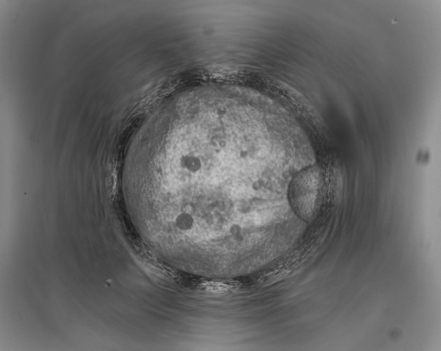 X0000096990703200802291209