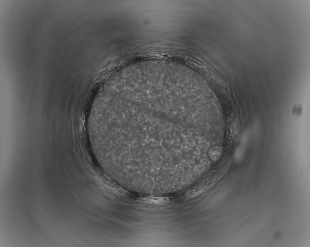 X0000096990711200802291209