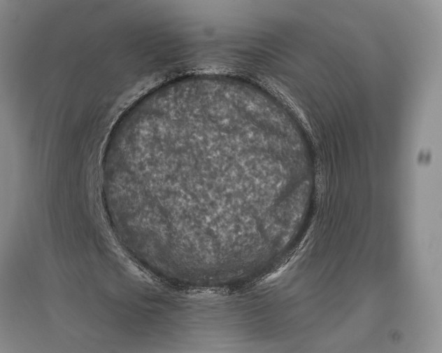 X0000096990721200802291208