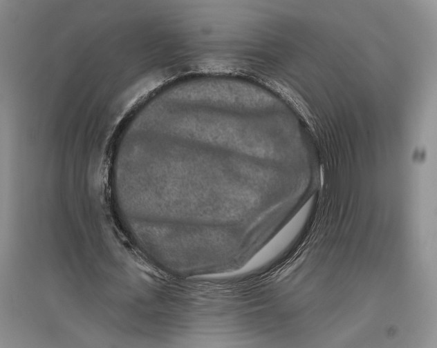 X0000096990723200802291208