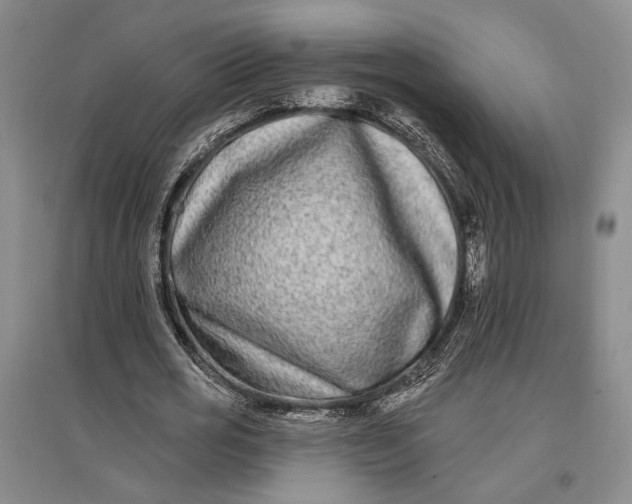 X0000096990725200802291208