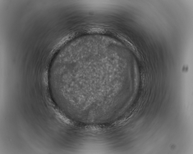 X0000096990729200802291208