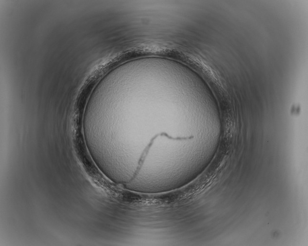 X0000096990736200802291208