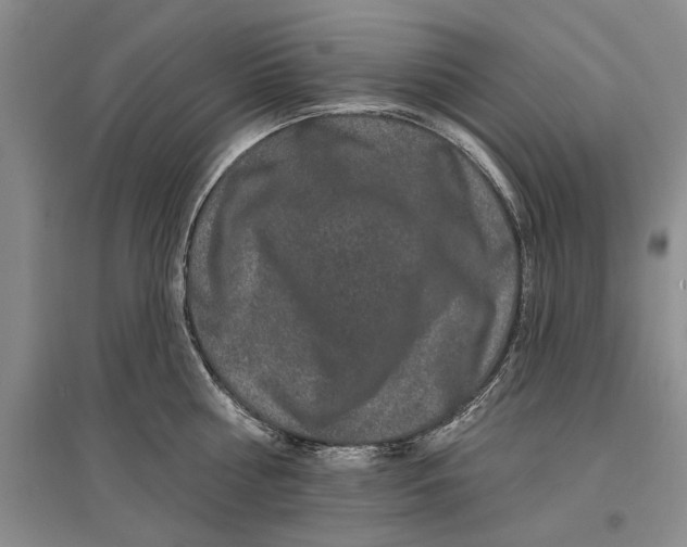 X0000096990810200802291207