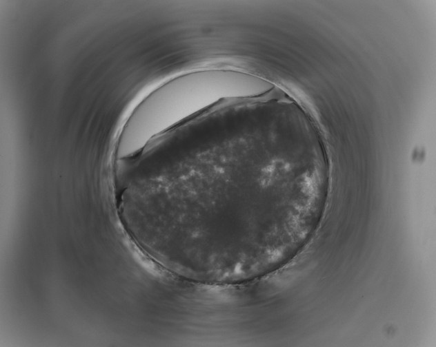 X0000096990816200802291207