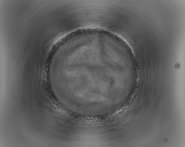 X0000096990823200802291207