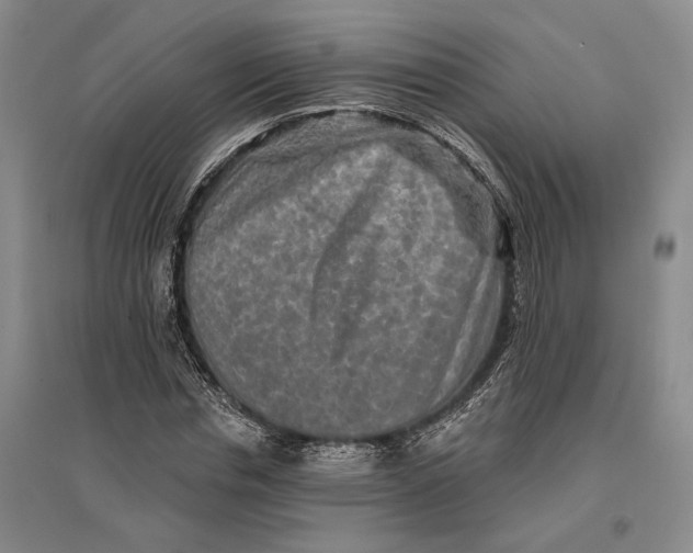 X0000096990826200802291207