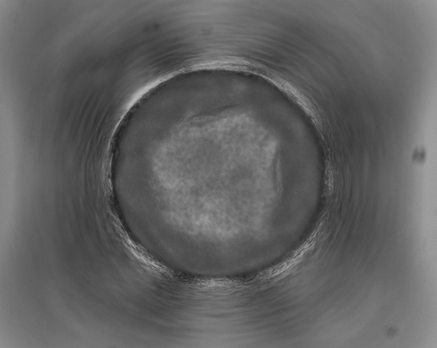 X0000096990830200802291207