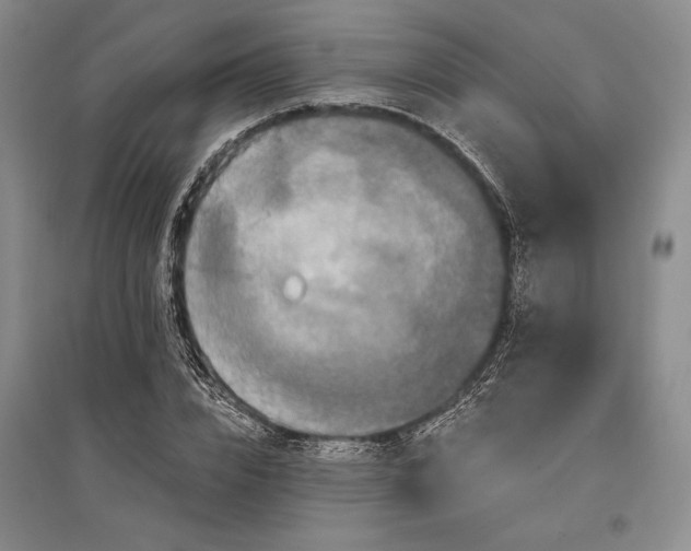 X0000096990832200802291207