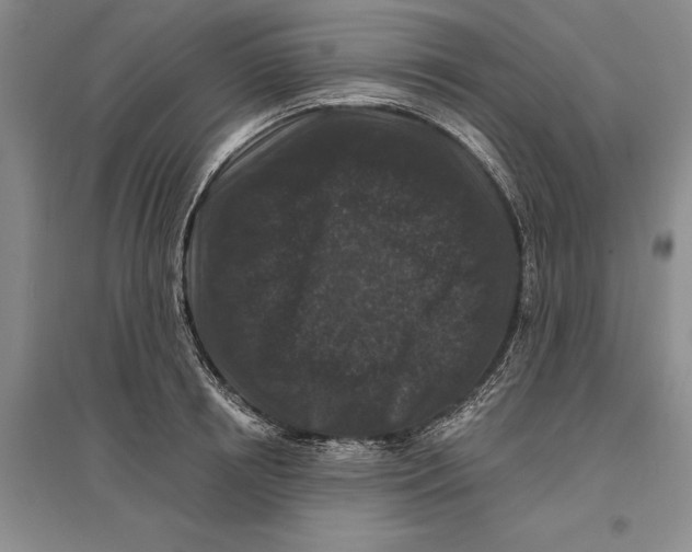 X0000096990850200802291207