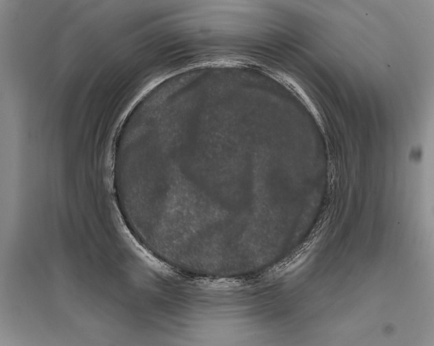 X0000096990851200802291207