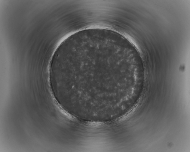 X0000096990854200802291207