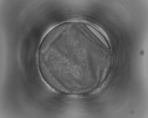 X0000096990855200802291207