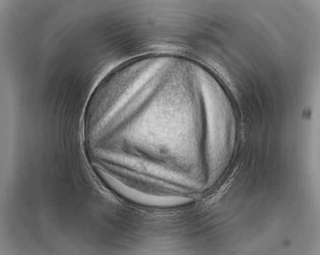 X0000096990891200802291206