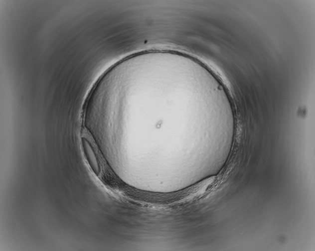 X0000096990903200802291206