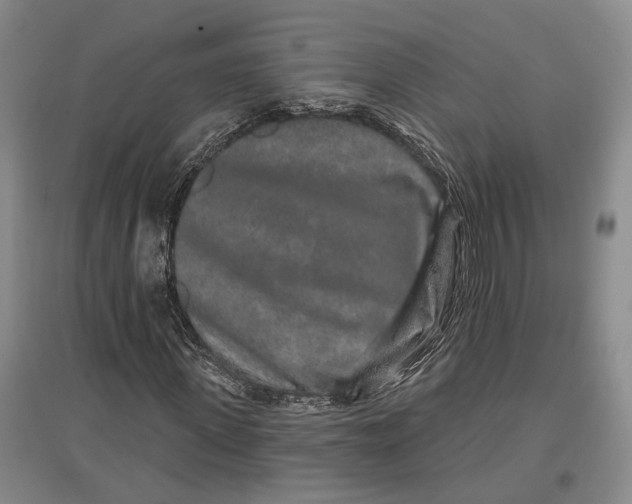 X0000096990915200802291205