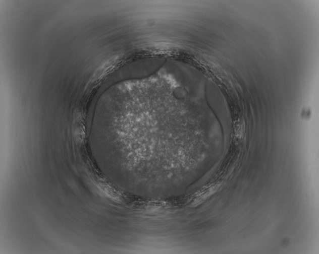 X0000096990916200802291205