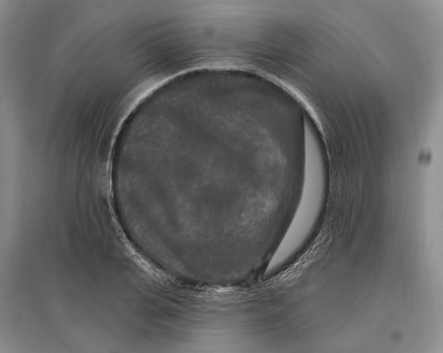 X0000096990935200802291206