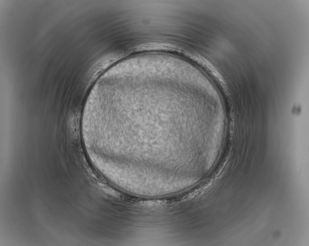 X0000096990937200802291206