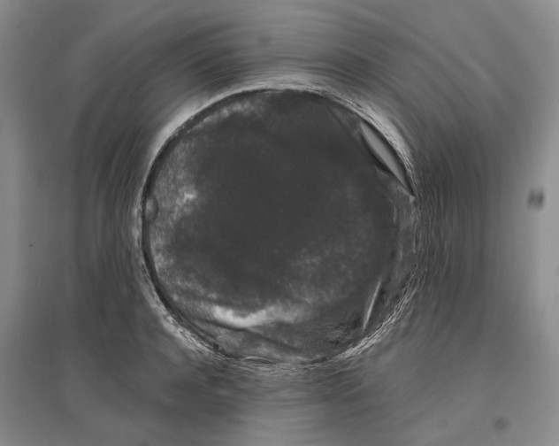 X0000096990944200802291206