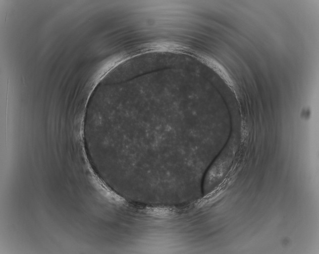 X0000096990946200802291206