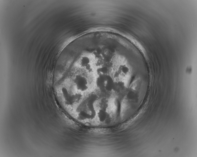 X0000096990953200802291206