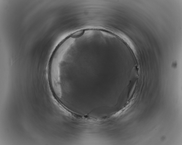 X0000096990958200802291206