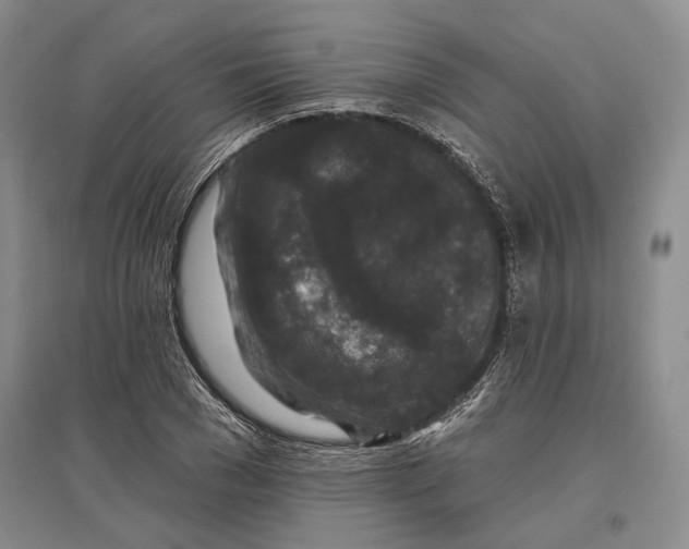 X0000096990977200802291205