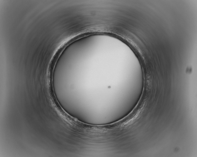 X0000096990981200802291205