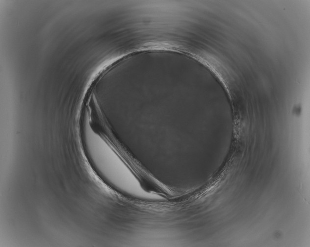 X0000096990995200802291205