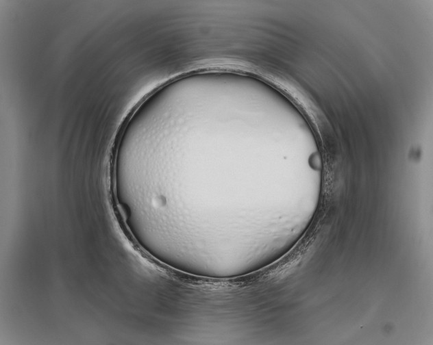 X0000096990999200802291205