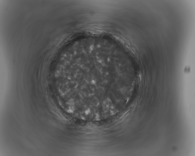 X0000096991009200802291204