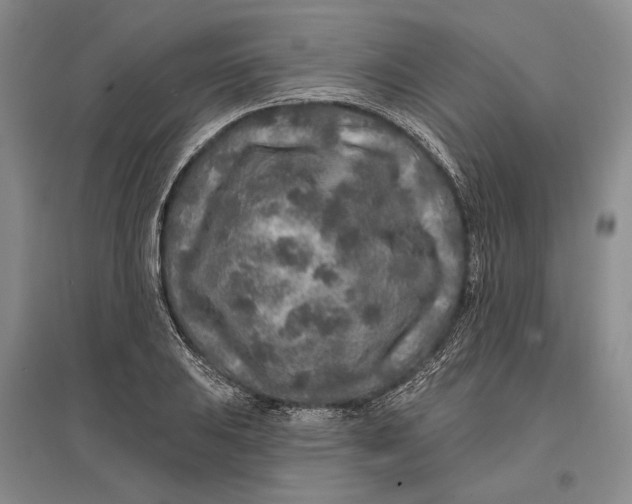 X0000096991031200802291204