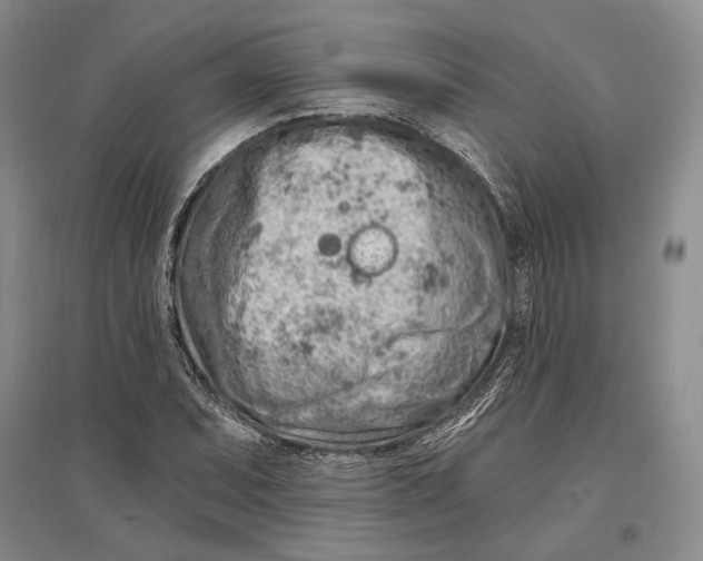 X0000096991071200802291204