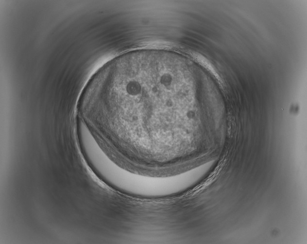 X0000096991087200802291203