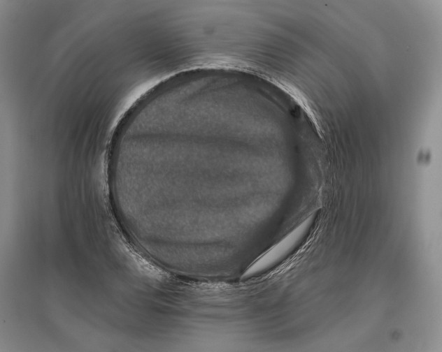 X0000096991120200802291203