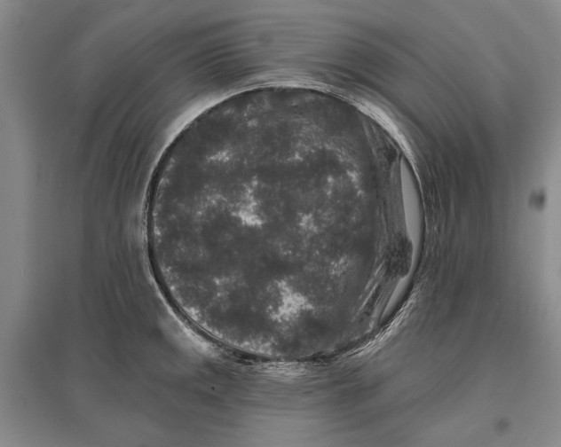 X0000096991141200802291203